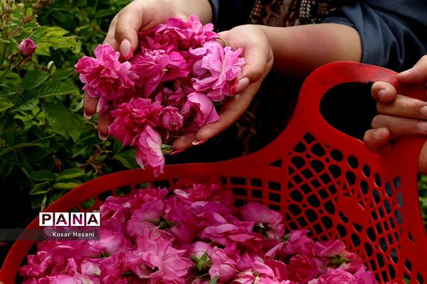 برداشت رز دمشقی در روستای عنصرود تبریز