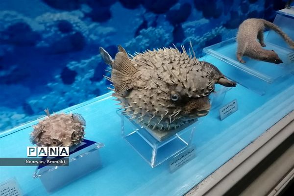 بازدید دانش‌آموزان زیارت اولی از موزه رضوی حرم امام رضا (ع)