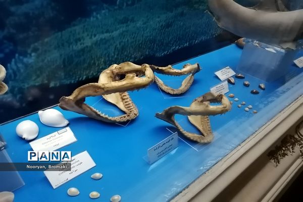 بازدید دانش‌آموزان زیارت اولی از موزه رضوی حرم امام رضا (ع)