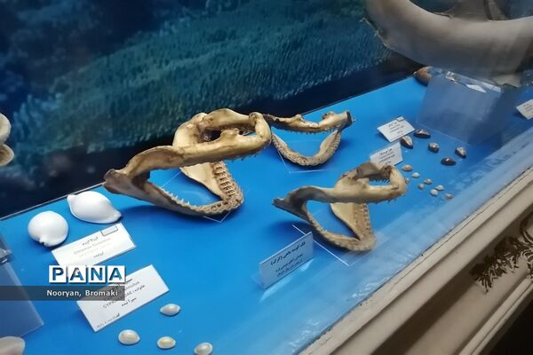 بازدید دانش‌آموزان زیارت اولی از موزه رضوی حرم امام رضا (ع)