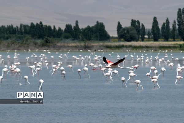 فلامینگوهای مسافر در آذربایجان غربی