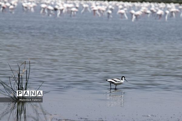فلامینگوهای مسافر در آذربایجان غربی