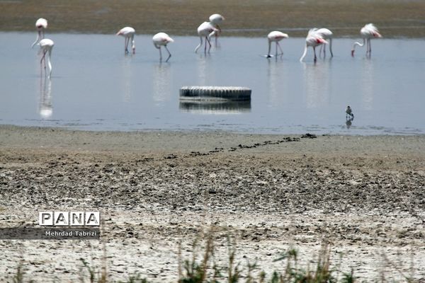 فلامینگوهای مسافر در آذربایجان غربی
