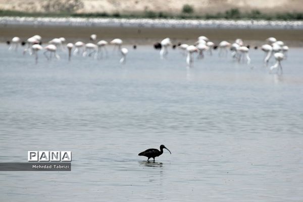 فلامینگوهای مسافر در آذربایجان غربی