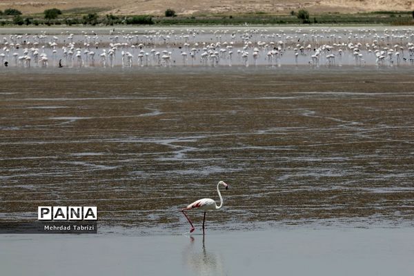 فلامینگوهای مسافر در آذربایجان غربی