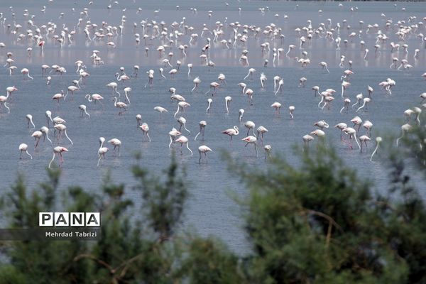 فلامینگوهای مسافر در آذربایجان غربی
