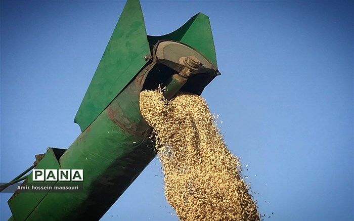 ۱۲۰ هزار میلیارد تومان بابت خرید تضمینی گندم به کشاورزان پرداخت می‌شود