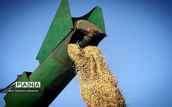 ۱۲۰ هزار میلیارد تومان بابت خرید تضمینی گندم به کشاورزان پرداخت می‌شود