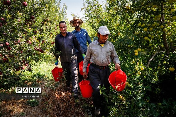آغاز برداشت سیب در باغات شهرستان میانه