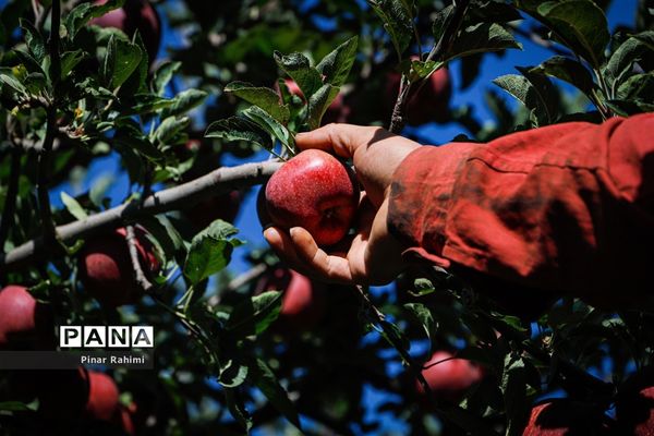 آغاز برداشت سیب در باغات شهرستان میانه