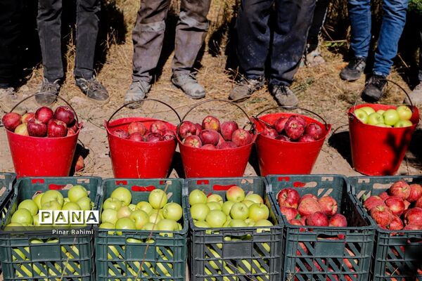 آغاز برداشت سیب در باغات شهرستان میانه
