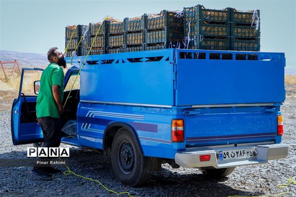 آغاز برداشت سیب در باغات شهرستان میانه