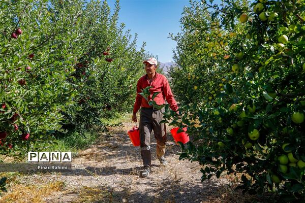 آغاز برداشت سیب در باغات شهرستان میانه