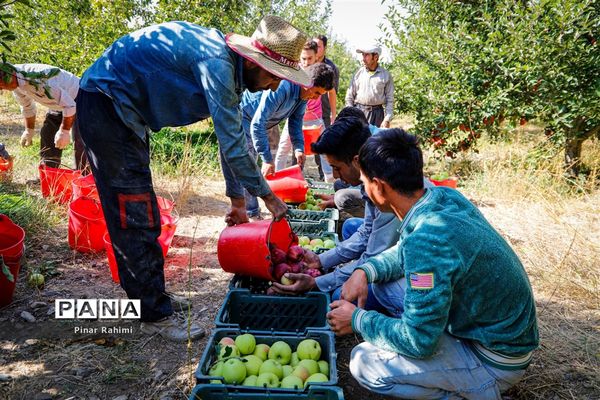 آغاز برداشت سیب در باغات شهرستان میانه