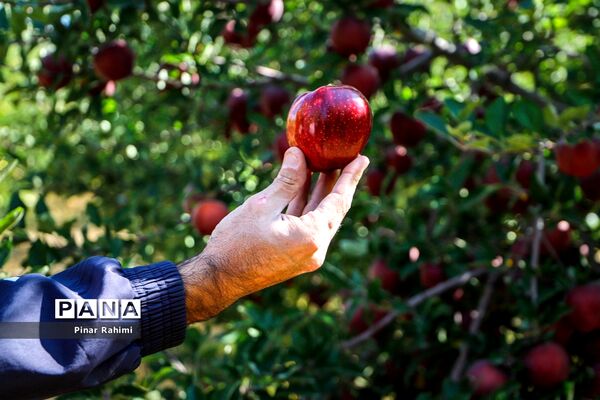 آغاز برداشت سیب در باغات شهرستان میانه