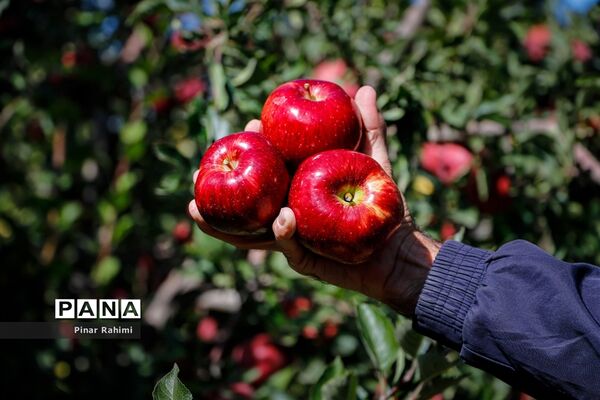 آغاز برداشت سیب در باغات شهرستان میانه