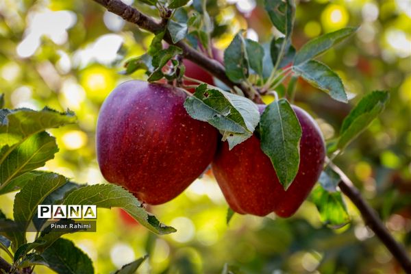 آغاز برداشت سیب در باغات شهرستان میانه