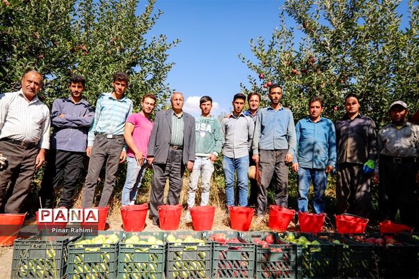 آغاز برداشت سیب در باغات شهرستان میانه