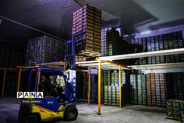 آغاز برداشت سیب در باغات شهرستان میانه