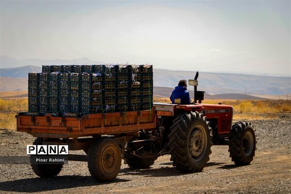 آغاز برداشت سیب در باغات شهرستان میانه