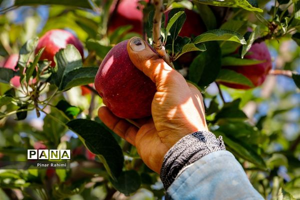 آغاز برداشت سیب در باغات شهرستان میانه