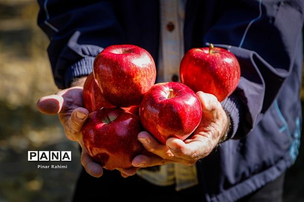 آغاز برداشت سیب در باغات شهرستان میانه
