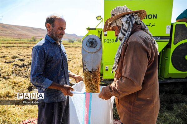 برداشت برنج میانه