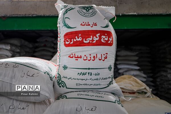 برداشت برنج میانه