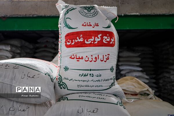 برداشت برنج میانه