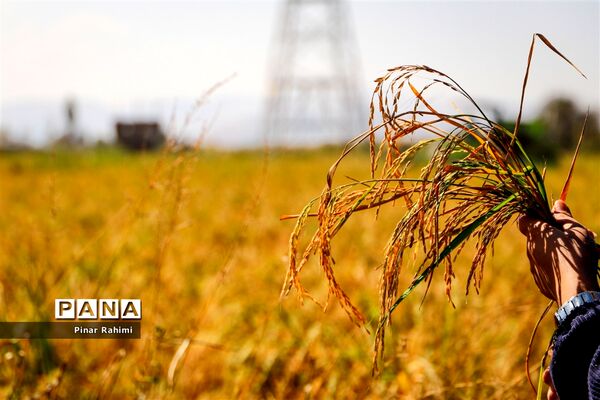 برداشت برنج میانه