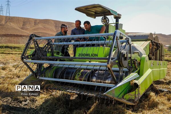 برداشت برنج میانه