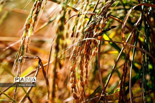 برداشت برنج میانه