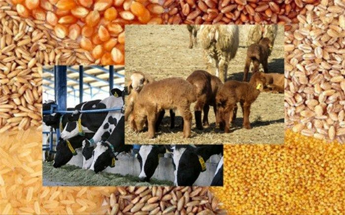 ورود بیش از ۱۲۰ هزار تن نهاده‌ دامی به کشور تا پایان آبان