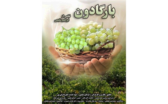 «بارگادون» مستندی درباره آداب خوشه‌چینی انگور