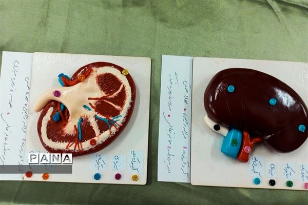 بازدید مسئولان و دانش‌آموزان از نمایشگاه آزمایشگاه زهره خبازی دماوند