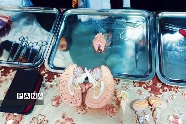 بازدید مسئولان و دانش‌آموزان از نمایشگاه آزمایشگاه زهره خبازی دماوند