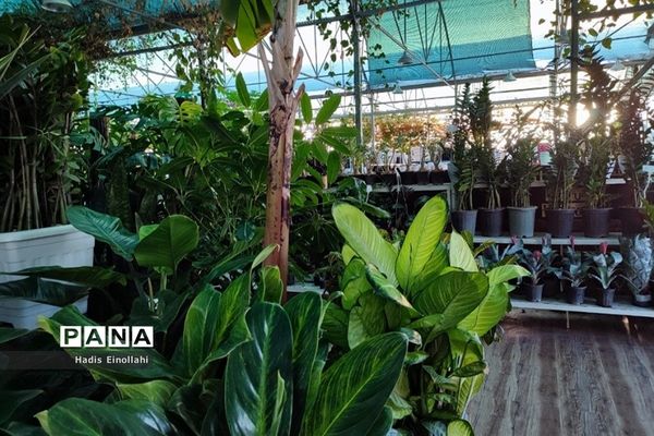 اولین جنگل استوایی کشور در شهرستان قرچک