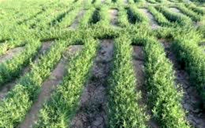 جشنواره ترخون در منطقه گلباف کرمان/فیلم