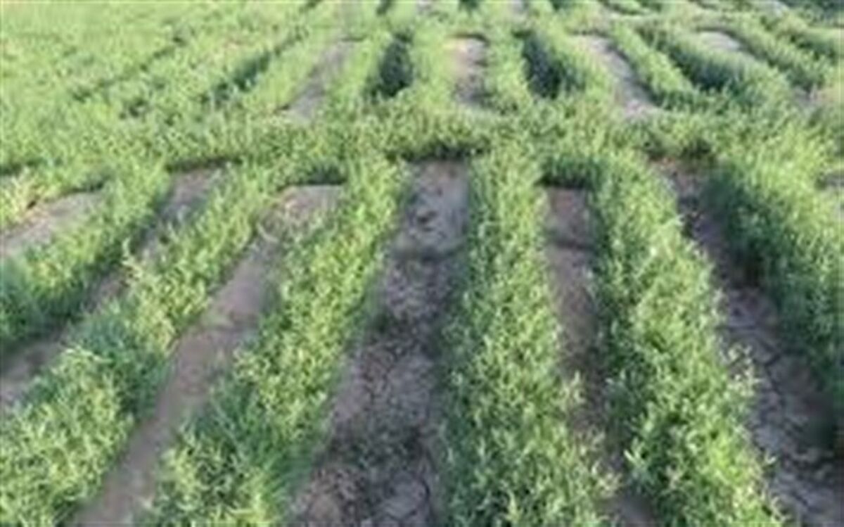 جشنواره ترخون در منطقه گلباف کرمان/فیلم