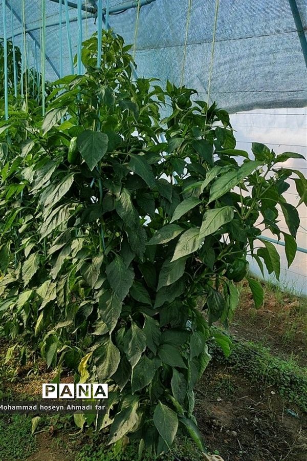 بازدید دانش‌آموزان دبستان پسرانه شهاب از گلخانه مرکز فنی و حرفه‌ای شماره ۱۷ کاشمر