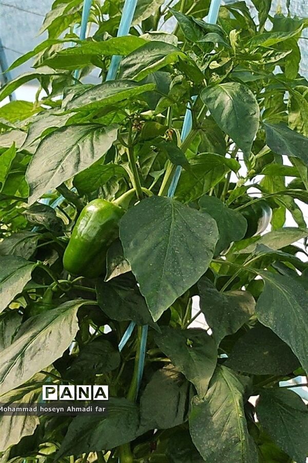 بازدید دانش‌آموزان دبستان پسرانه شهاب از گلخانه مرکز فنی و حرفه‌ای شماره ۱۷ کاشمر