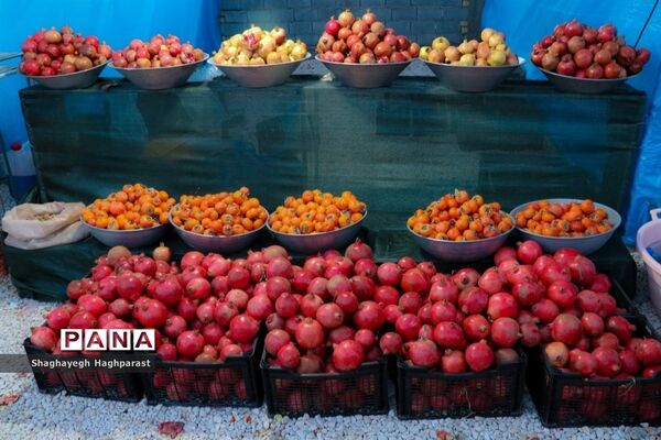 جشنواره یاقوت‌های سرخ فاروق
