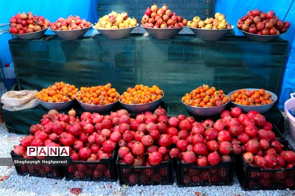 جشنواره یاقوت‌های سرخ فاروق