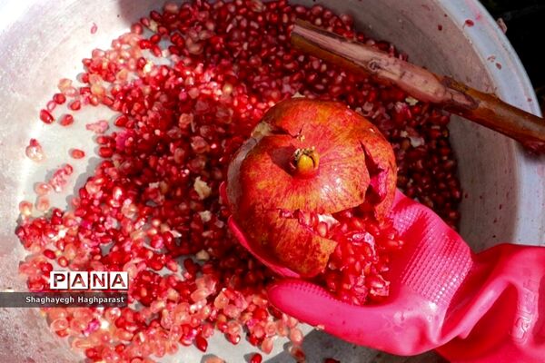 جشنواره یاقوت‌های سرخ فاروق