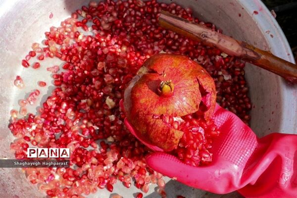 جشنواره یاقوت‌های سرخ فاروق