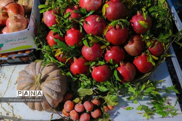 جشنواره یاقوت‌های سرخ فاروق