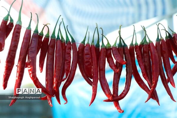 جشنواره یاقوت‌های سرخ فاروق