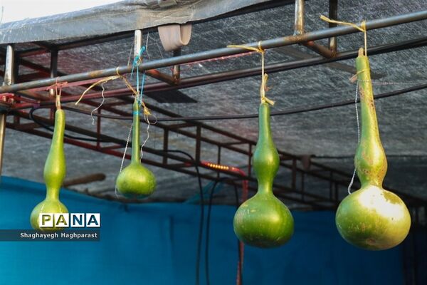 جشنواره یاقوت‌های سرخ فاروق