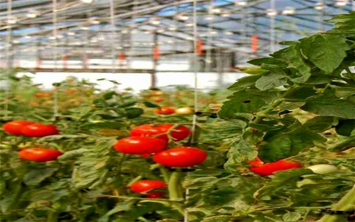 روند رو به رشد احداث گلخانه در شهر کاج