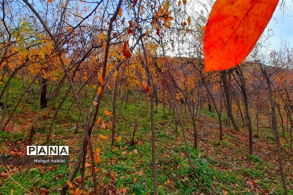 زیبایی روستای دهبار طرقبه در فصل پاییز